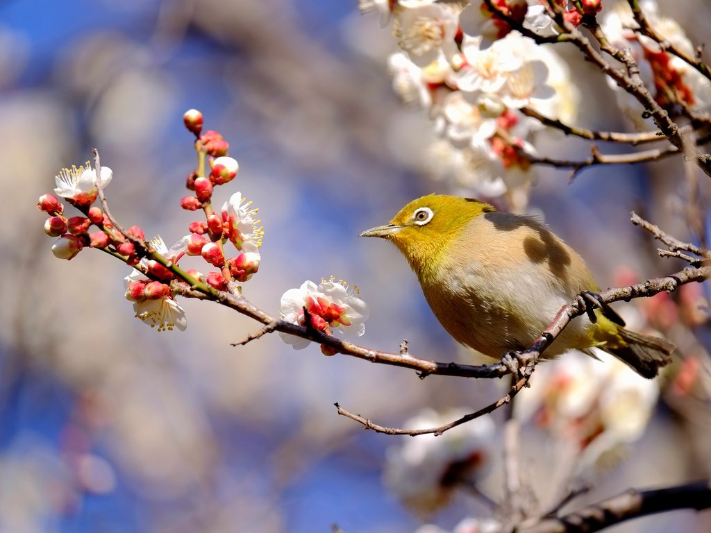 Обои ветка, птица, весна, японская, слива, белоглазка, branch, bird, spring, japanese, drain, white-eyed разрешение 2048x1365 Загрузить