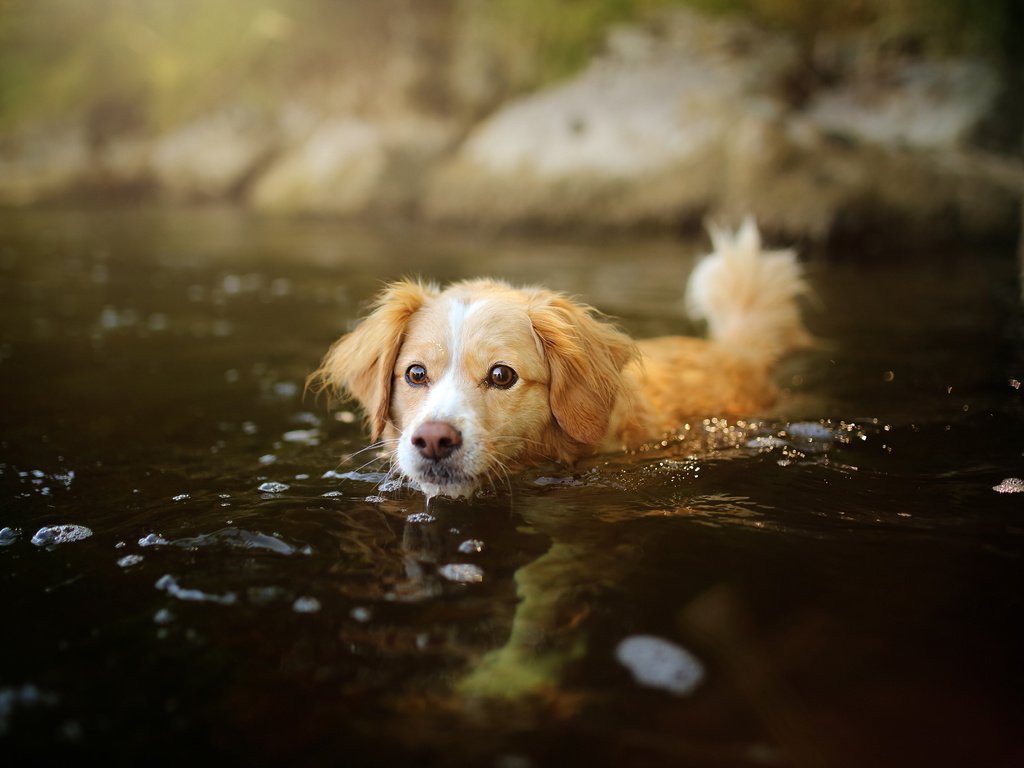 Обои вода, мордочка, взгляд, собака, щенок, water, muzzle, look, dog, puppy разрешение 2048x1365 Загрузить