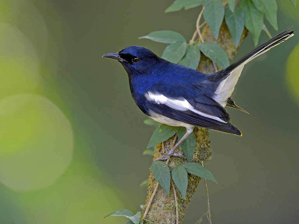 Обои ветка, птица, сорочий шама-дрозд, сорочья славка, branch, bird, magpie shama, thrush, magpie warbler разрешение 2048x1364 Загрузить