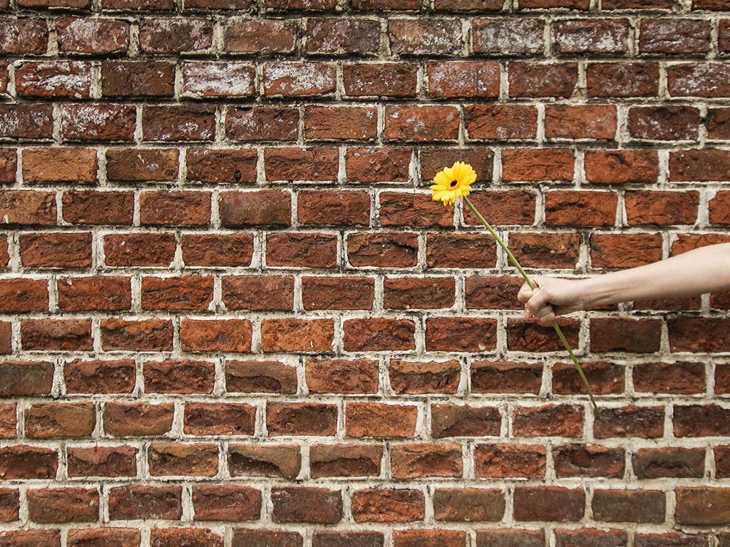 Обои рука, цветок, стена, подарок, гербера, hand, flower, wall, gift, gerbera разрешение 2048x1365 Загрузить