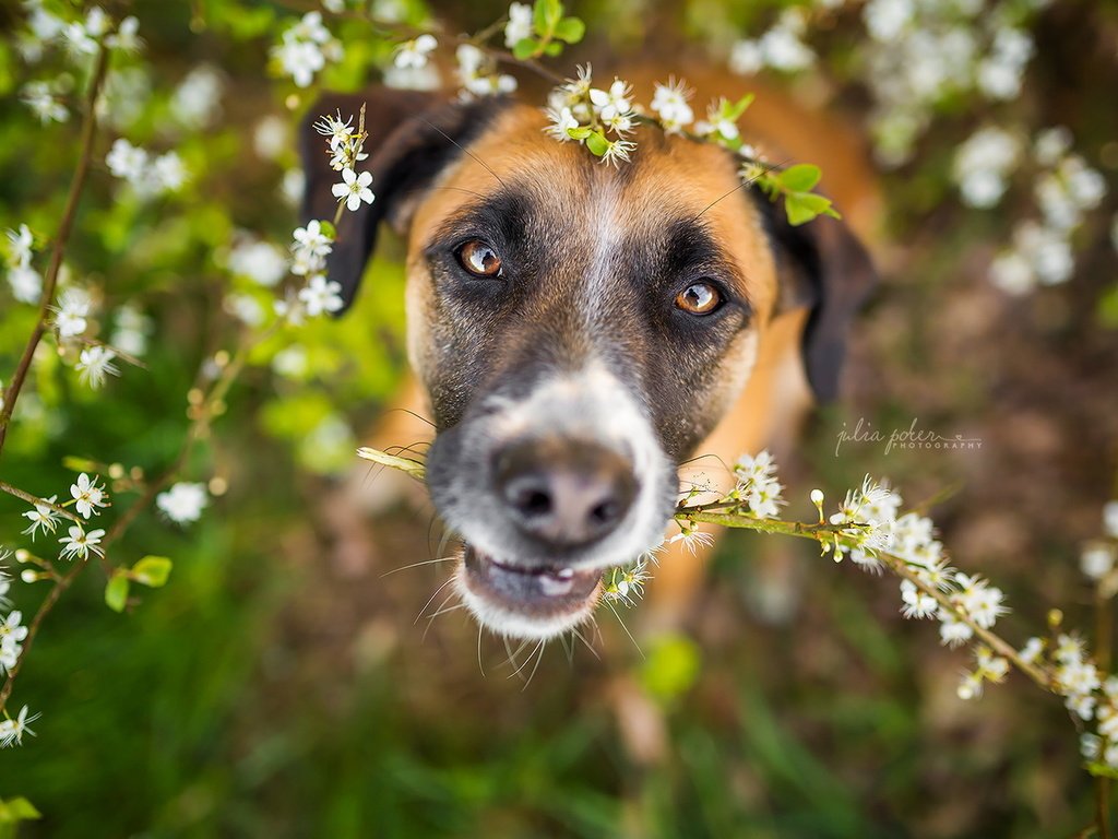 Обои цветы, природа, взгляд, собака, весна, друг, flowers, nature, look, dog, spring, each разрешение 1920x1280 Загрузить