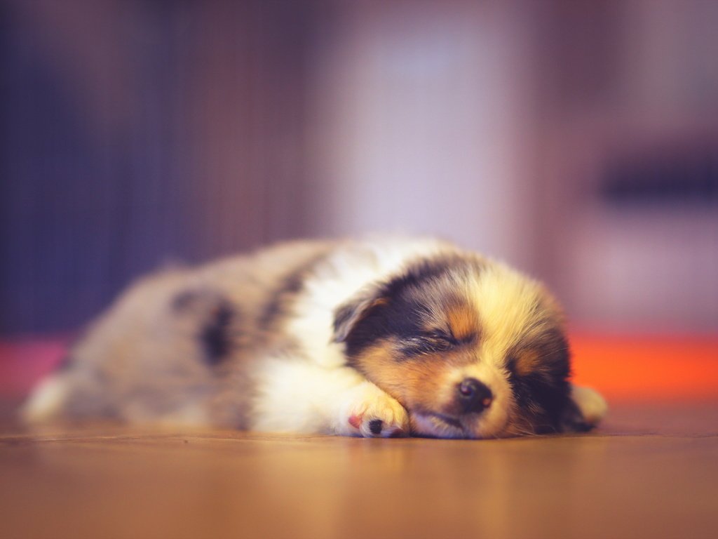 Обои сон, собака, дом, щенок, австралийская овчарка, аусси, sleep, dog, house, puppy, australian shepherd, aussie разрешение 2560x1707 Загрузить