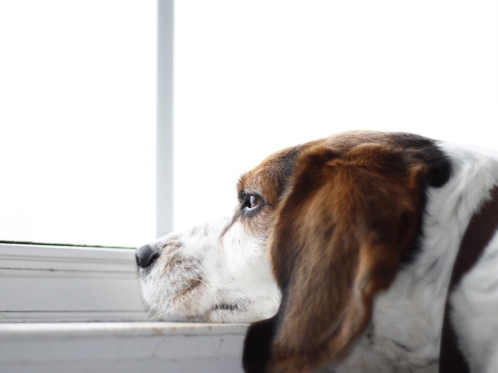 Обои взгляд, собака, окно, друг, бигль, look, dog, window, each, beagle разрешение 4624x2964 Загрузить