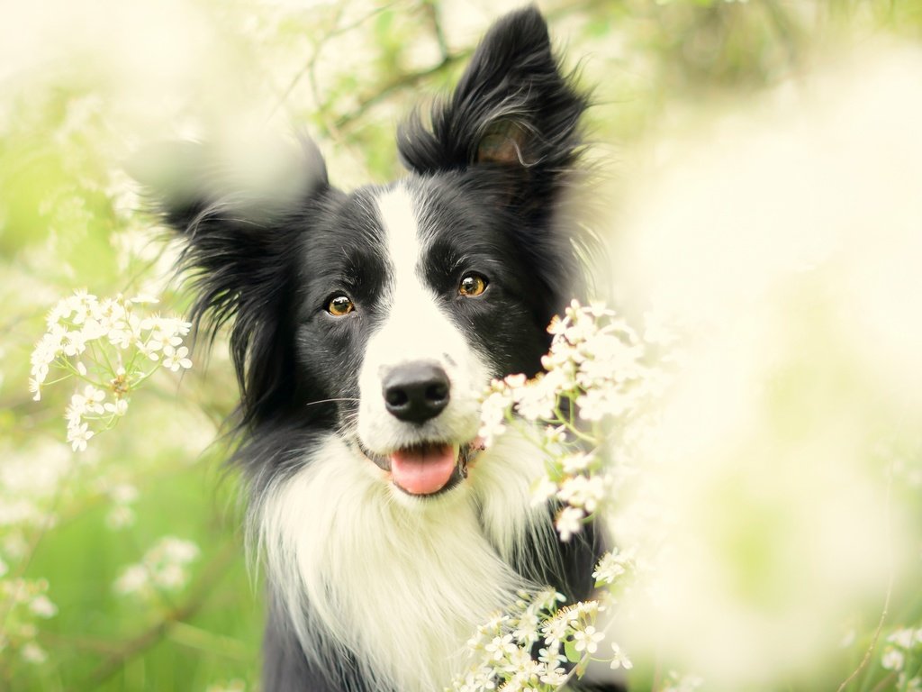 Обои цветы, цветение, собака, весна, бордер-колли, flowers, flowering, dog, spring, the border collie разрешение 2880x1620 Загрузить