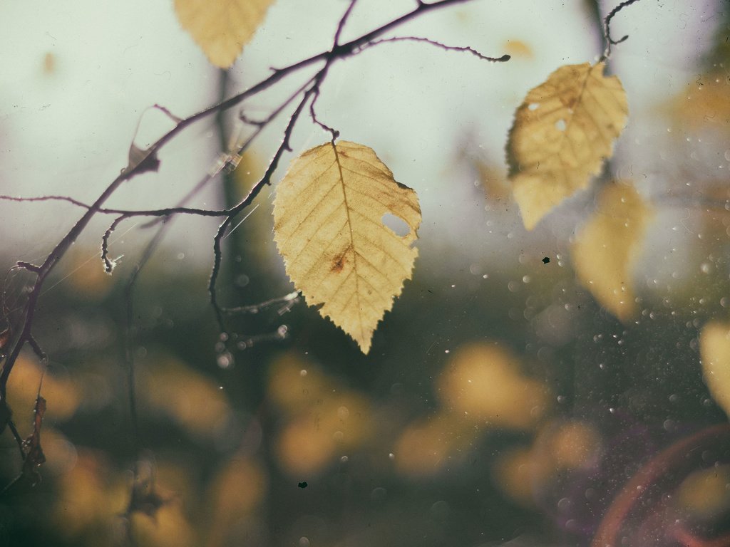 Обои листья, макро, ветки, капли, осень, дождь, leaves, macro, branches, drops, autumn, rain разрешение 3840x2400 Загрузить