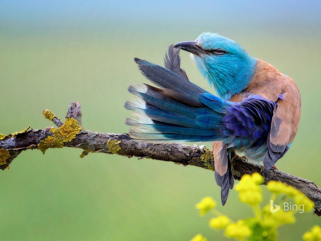 Обои птица, сизоворонка, bing, coracias garrulus, обыкновенная сизоворонка, bird, roller, ordinary roller разрешение 1920x1200 Загрузить