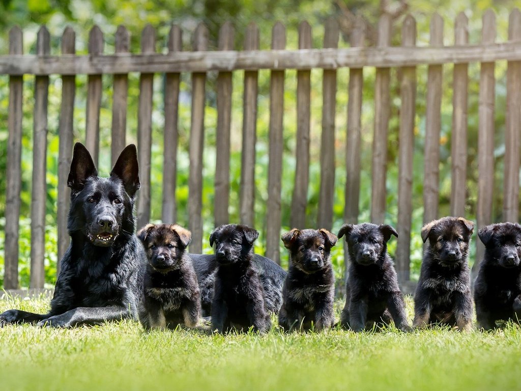 Обои собака, щенки, собаки, немецкая овчарка, dog, puppies, dogs, german shepherd разрешение 1920x1200 Загрузить