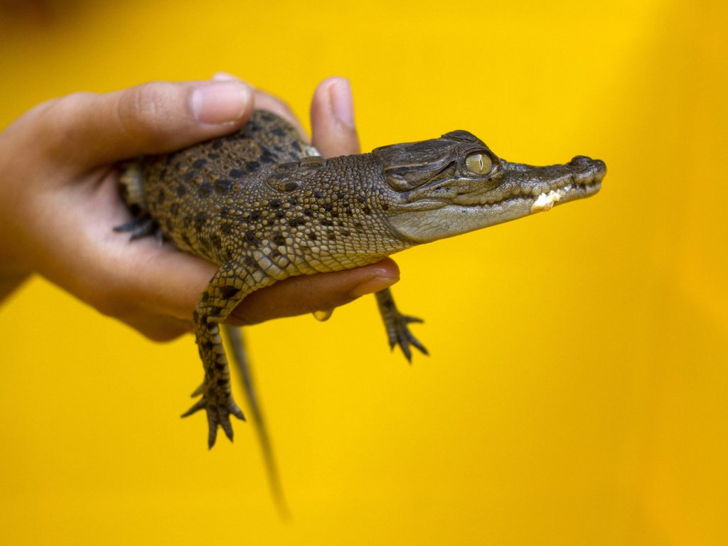 Обои желтый, рука, фон, маленький, руки, жёлтая, крокодил, малая, yellow, hand, background, small, hands, crocodile разрешение 3737x2496 Загрузить