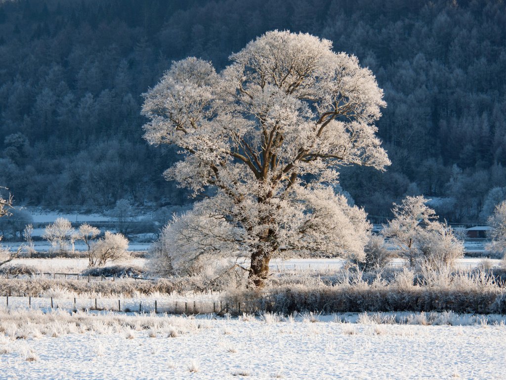 Обои трава, деревья, снег, природа, зима, пейзаж, ветки, иней, grass, trees, snow, nature, winter, landscape, branches, frost разрешение 1920x1200 Загрузить