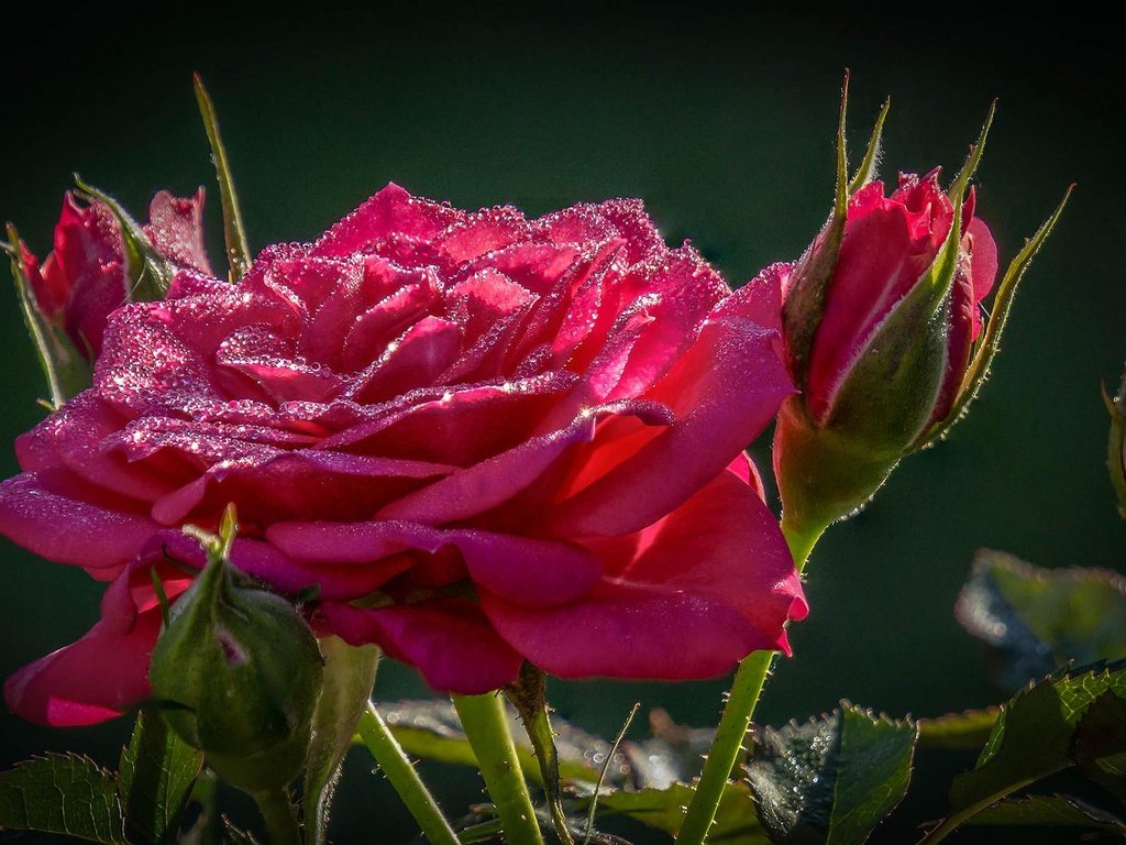 Обои макро, цветок, капли, роза, macro, flower, drops, rose разрешение 1920x1200 Загрузить