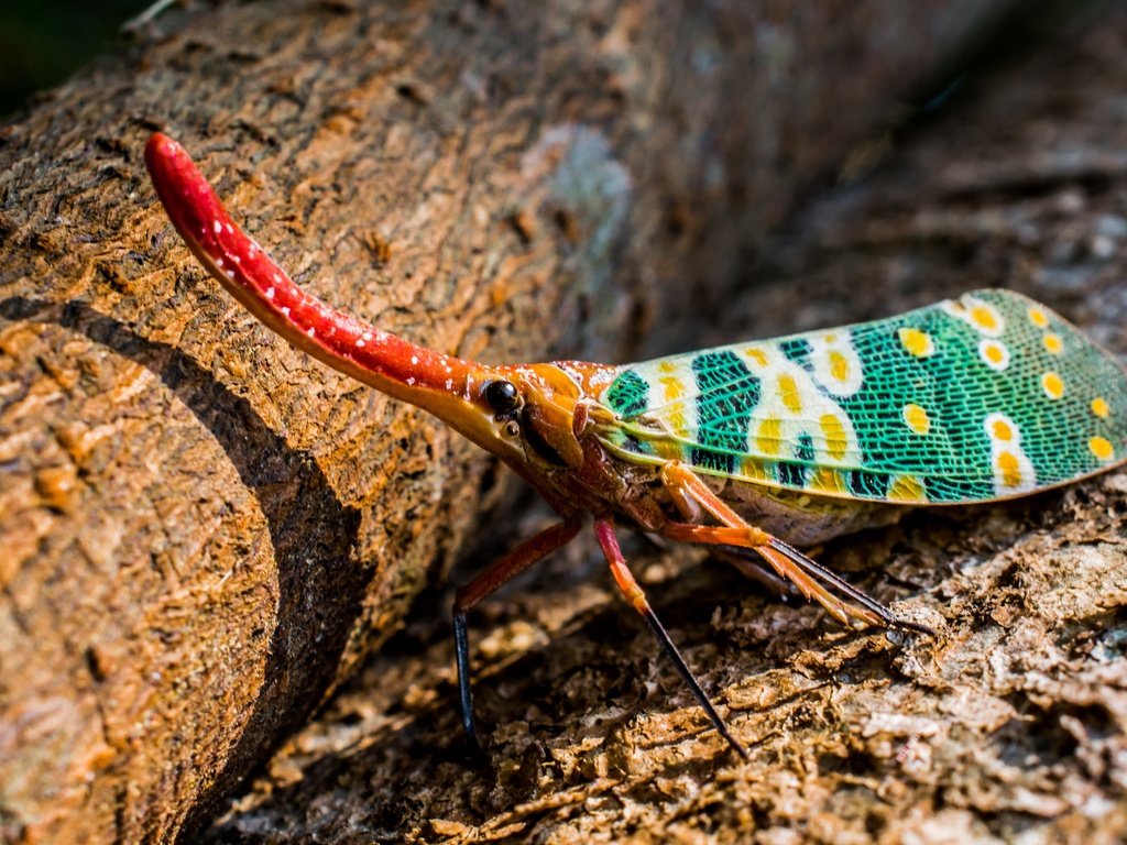 Обои насекомое, животные, красочный, хобот, экзотические, длинный, hemiptera, insect, animals, colorful, trunk, exotic, long разрешение 5000x3000 Загрузить