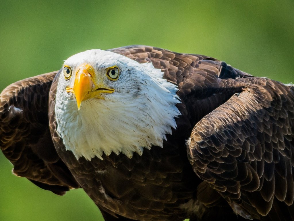 Обои взгляд, хищник, птица, клюв, белоголовый орлан, look, predator, bird, beak, bald eagle разрешение 2048x1365 Загрузить