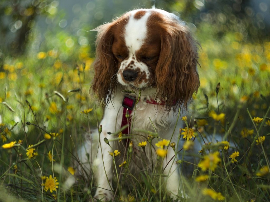 Обои цветы, собака, боке,  цветы, поводок, спаниель, cобака, flowers, dog, bokeh, leash, spaniel разрешение 2048x1356 Загрузить