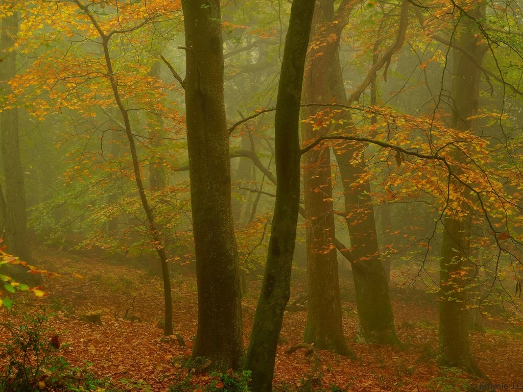 Обои деревья, эксмур, лес, beechwood, листья, туман, ветки, осень, размытость, англия, trees, exmoor, forest, leaves, fog, branches, autumn, blur, england разрешение 2048x1367 Загрузить