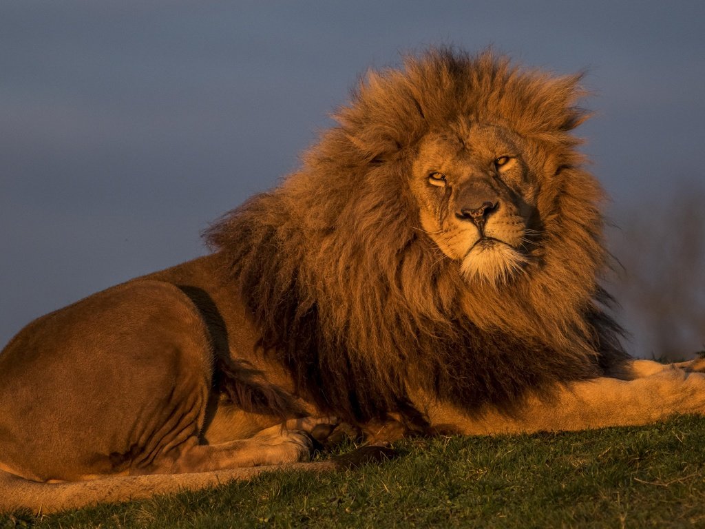 Обои лев, красавец, царь зверей, leo, handsome, the king of beasts разрешение 5154x3095 Загрузить