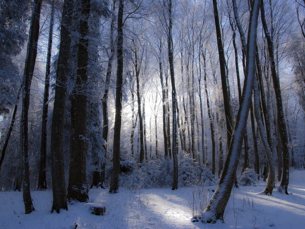 Обои деревья, лес, зима, trees, forest, winter разрешение 2048x1387 Загрузить