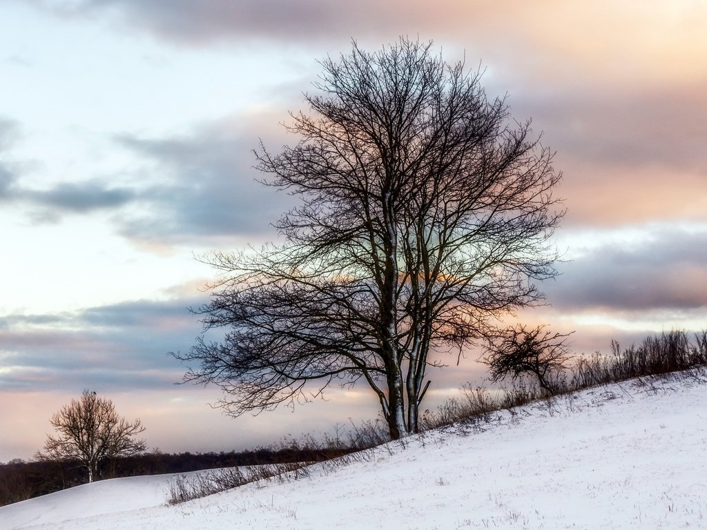 Обои снег, дерево, зима, snow, tree, winter разрешение 2560x1560 Загрузить