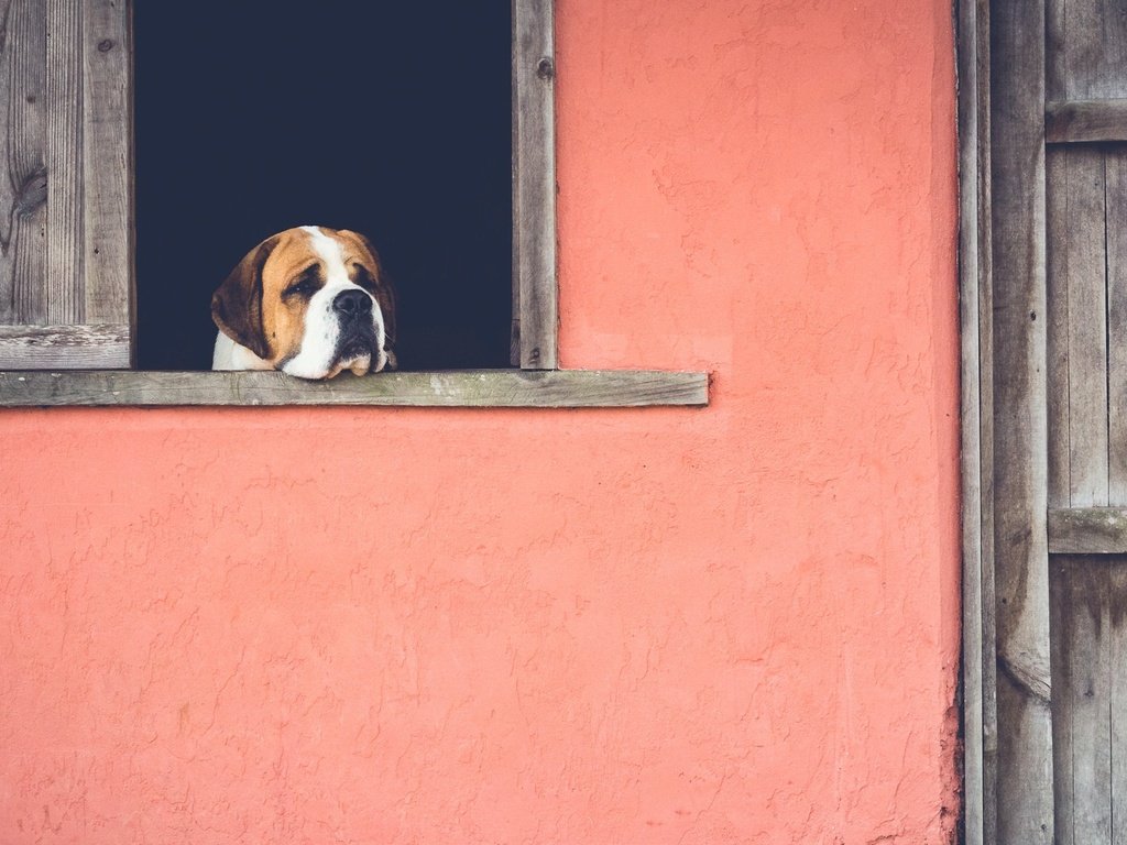 Обои грусть, собака, дом, окно, ожидание, sadness, dog, house, window, waiting разрешение 2048x1167 Загрузить