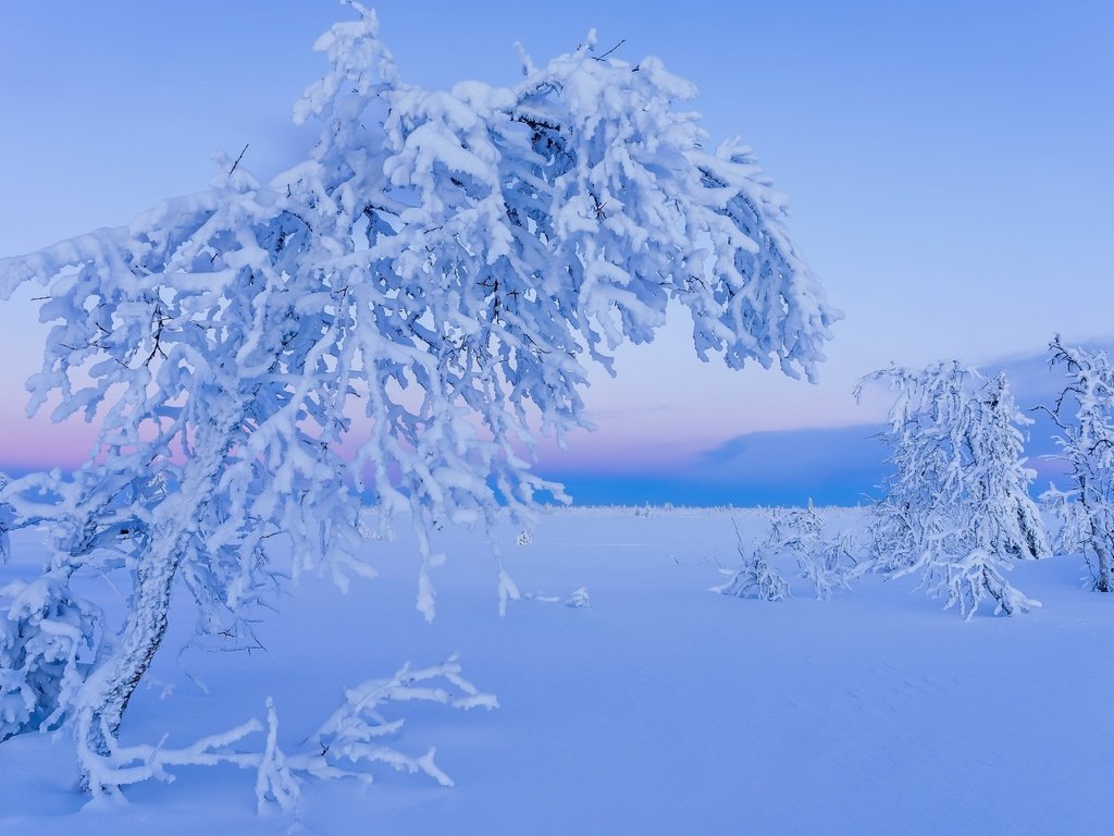 Обои снег, дерево, зима, snow, tree, winter разрешение 2048x1356 Загрузить