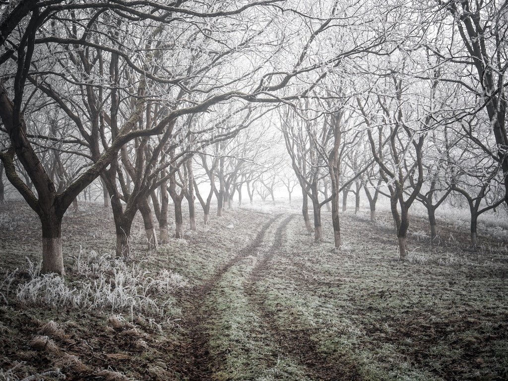 Обои дорога, деревья, природа, зима, road, trees, nature, winter разрешение 2543x1755 Загрузить