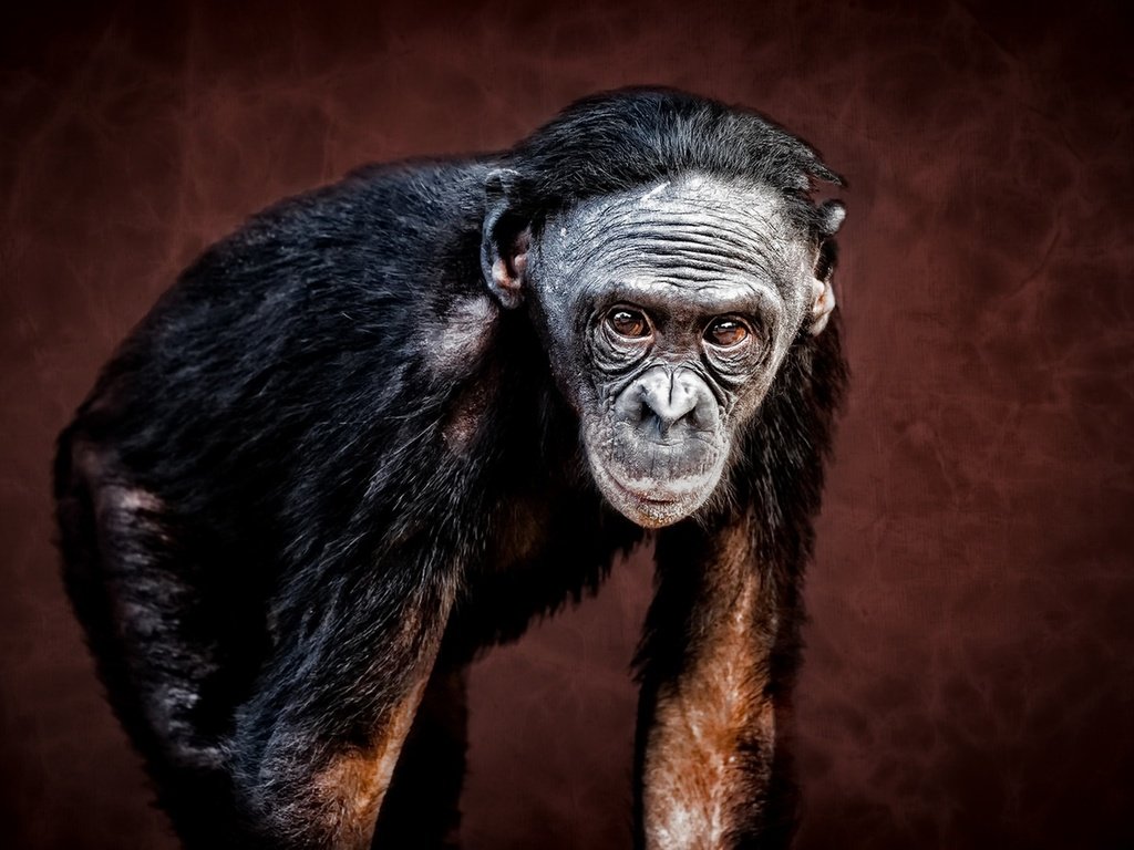 Обои взгляд, обезьяна, зоопарк, шимпанзе, look, monkey, zoo, chimpanzees разрешение 1920x1080 Загрузить