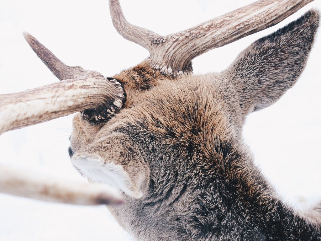 Обои снег, лес, олень, зима, животные, животное, рога, reindeer, snow, forest, deer, winter, animals, animal, horns разрешение 3888x2592 Загрузить