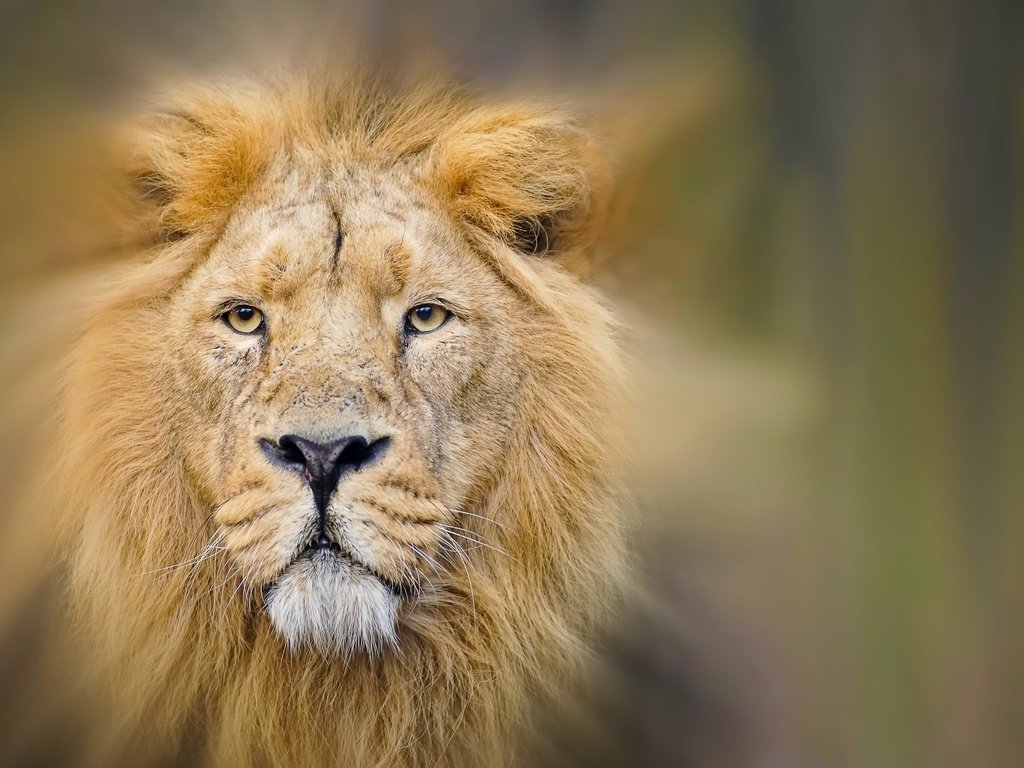 Обои природа, лев, зверь, nature, leo, beast разрешение 2560x1709 Загрузить