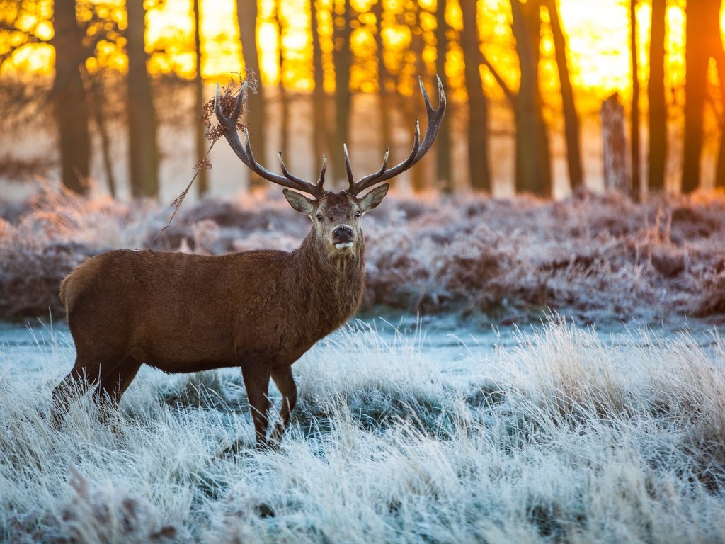 Обои снег, лес, олень, лёд, рога, сохатый, snow, forest, deer, ice, horns, elk разрешение 5616x3744 Загрузить