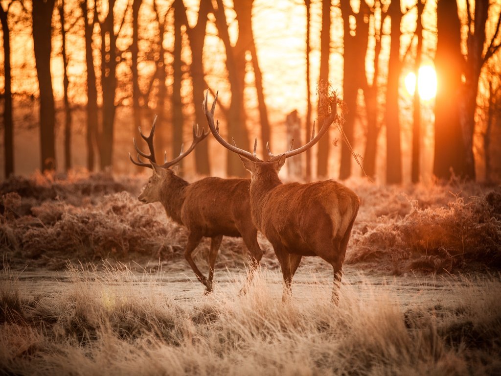 Обои лес, рога, олени, dusk, forest, horns, deer разрешение 5616x3744 Загрузить