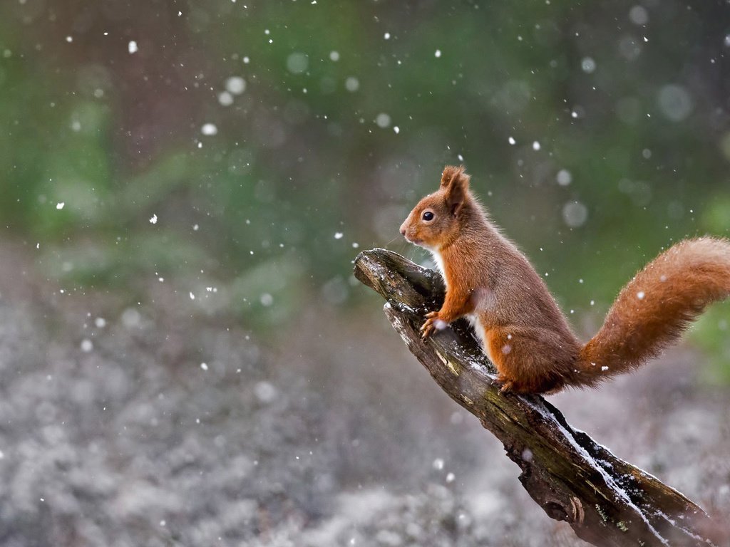 Обои зима, белка, шотландия, белочка, winter, protein, scotland, squirrel разрешение 1920x1080 Загрузить