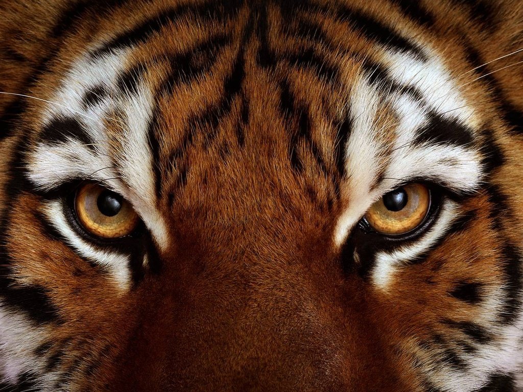 Обои тигр, глаза, морда, животные, взгляд, хищник, дикая кошка, tiger, eyes, face, animals, look, predator, wild cat разрешение 1920x1080 Загрузить