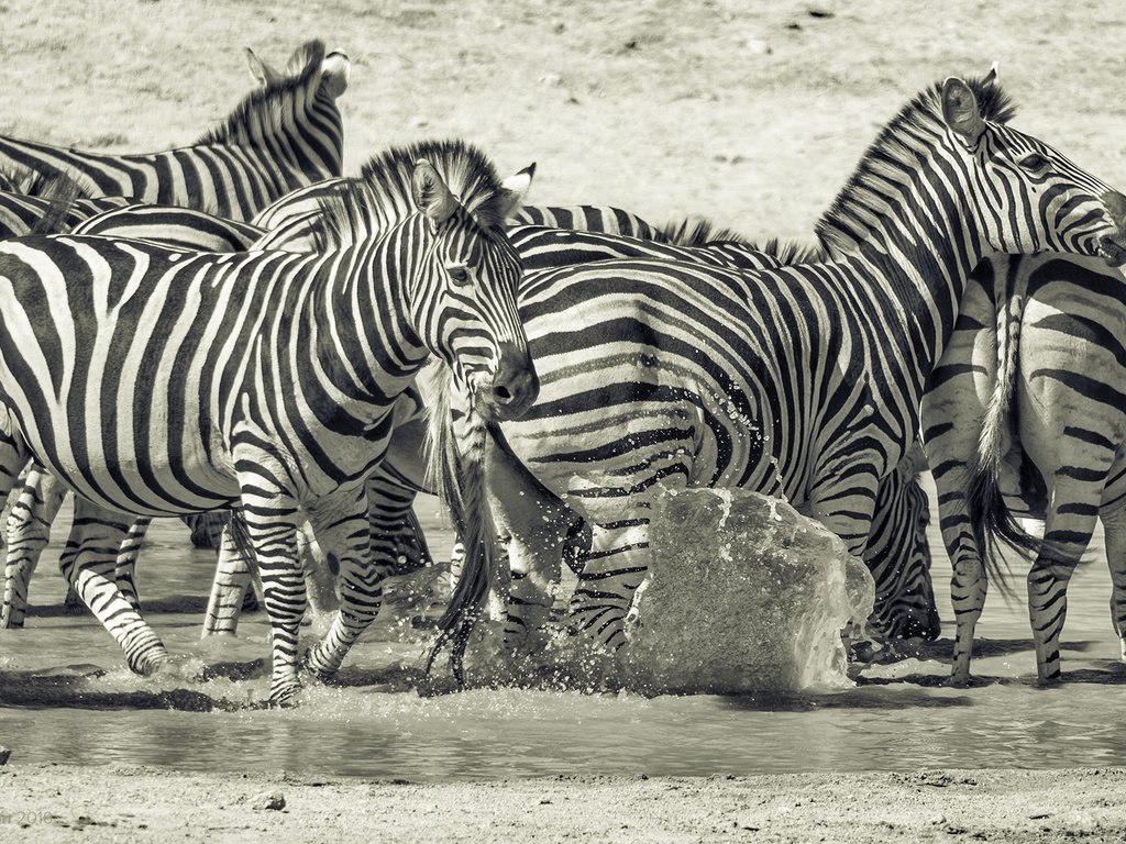 Обои природа, животные, чёрно-белое, африка, зебры, млекопитающие, prophil newton, nature, animals, black and white, africa, zebra, mammals разрешение 1920x1200 Загрузить