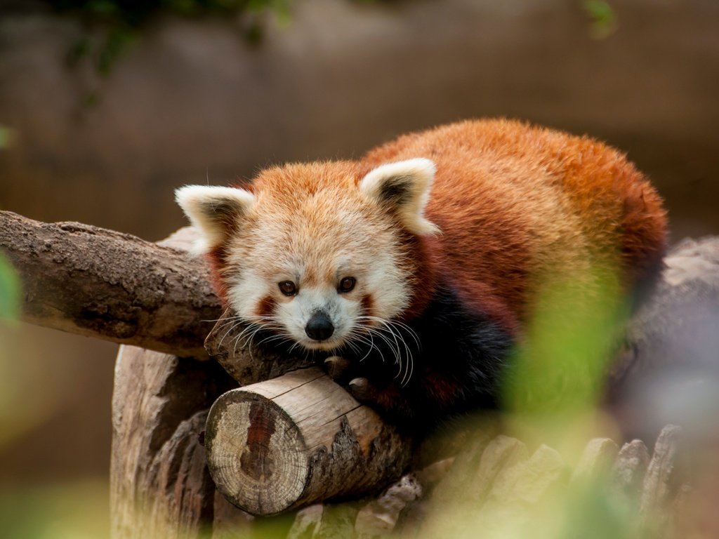 Обои животные, красная панда, зоопарк, малая панда, animals, red panda, zoo разрешение 4288x2848 Загрузить