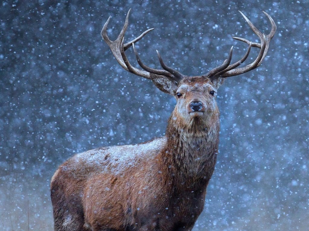 Обои снег, природа, олень, зима, взгляд, рога, snow, nature, deer, winter, look, horns разрешение 1920x1080 Загрузить