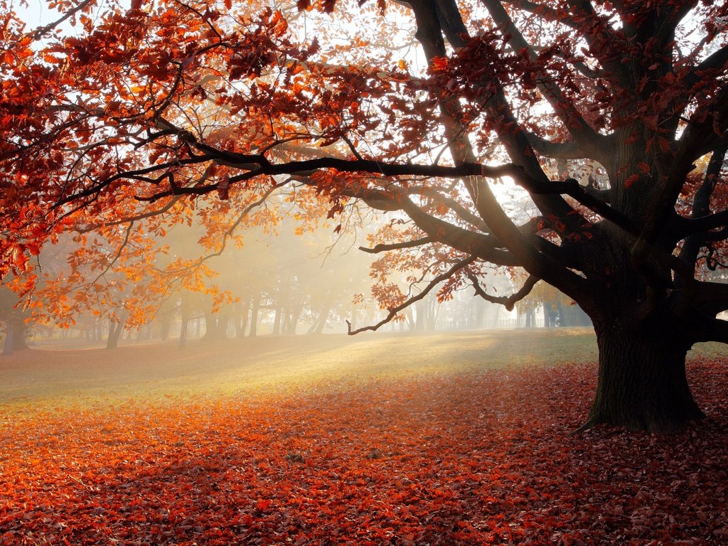 Обои дерево, листва, осень, солнечный свет, tree, foliage, autumn, sunlight разрешение 3840x2160 Загрузить