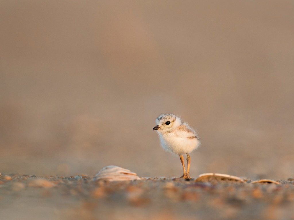 Обои птенец, животные, птица, птенчик, ray hennessy, малый зуёк, chick, animals, bird, small plover разрешение 4461x2978 Загрузить