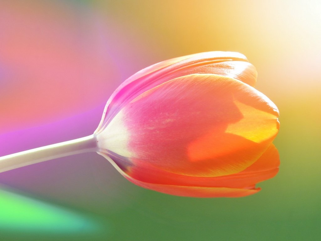 Обои природа, цветок, весна, тюльпан, nature, flower, spring, tulip разрешение 2560x1600 Загрузить