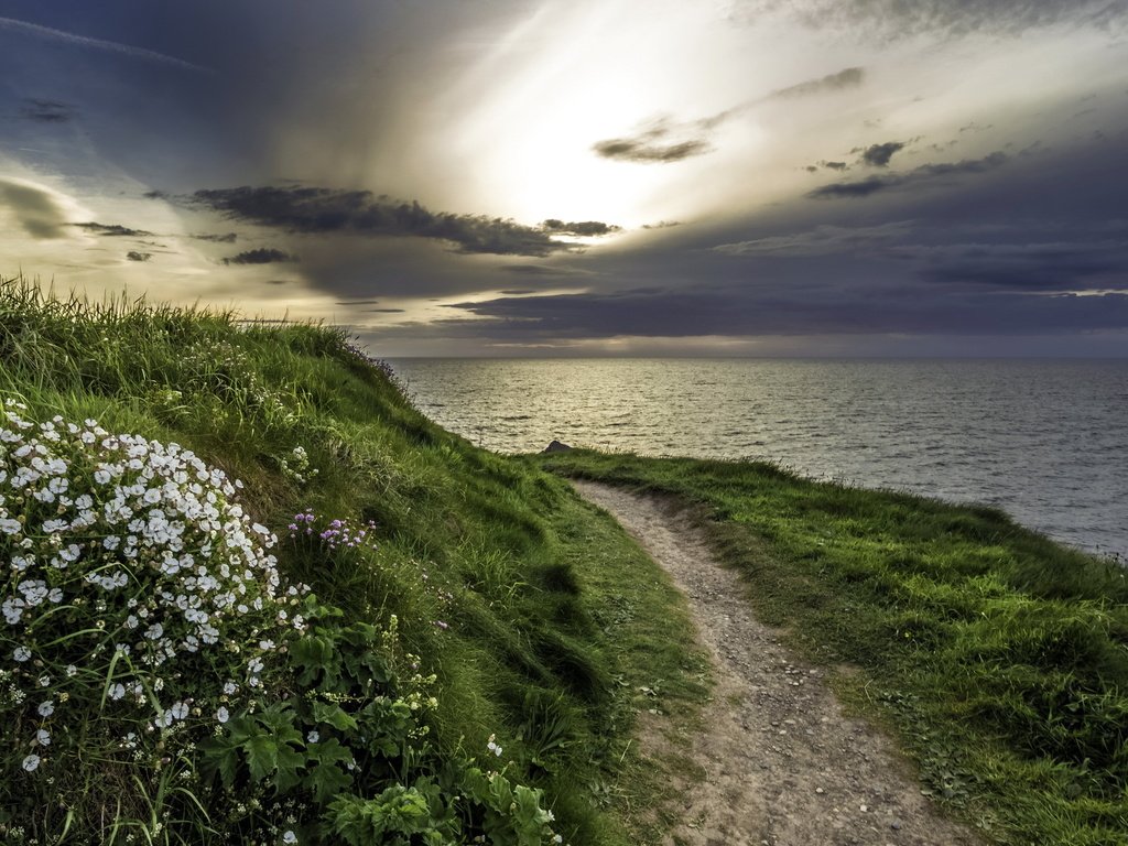 Обои цветы, трава, природа, берег, море, тропа, flowers, grass, nature, shore, sea, trail разрешение 2560x1440 Загрузить