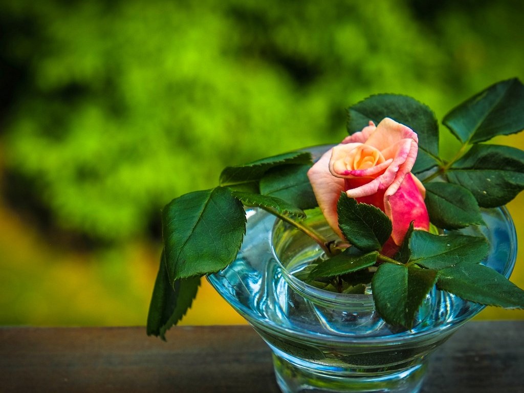 Обои цветы, листья, цветок, роза, бутон, ваза, вазочка, flowers, leaves, flower, rose, bud, vase разрешение 2560x1601 Загрузить