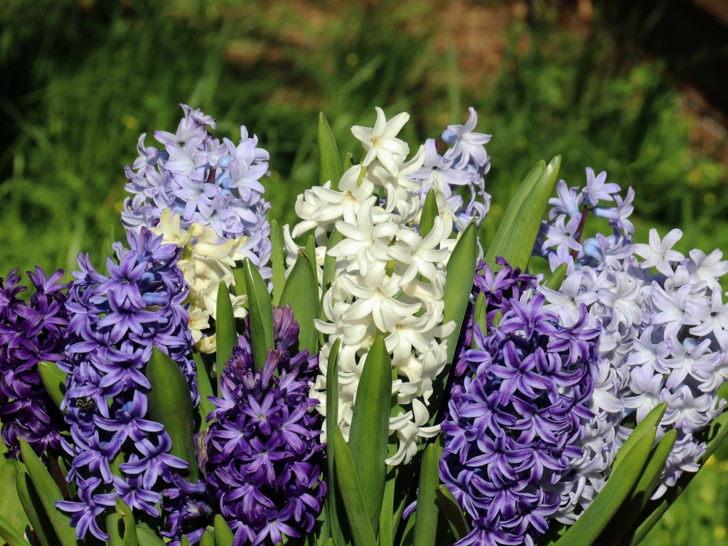 Обои цветы, макро, букет, гиацинты, flowers, macro, bouquet, hyacinths разрешение 4839x3226 Загрузить
