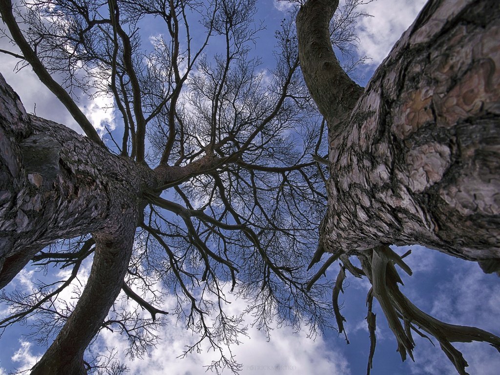 Обои небо, деревья, ветки, the sky, trees, branches разрешение 4207x2805 Загрузить