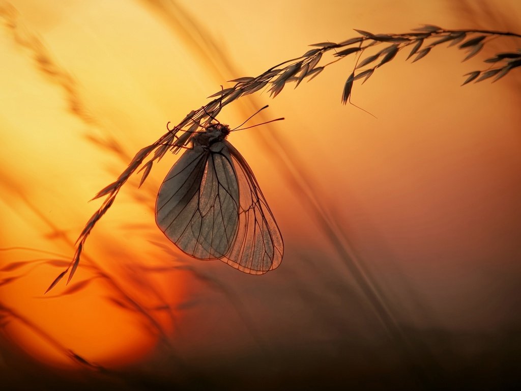 Обои свет, трава, солнце, закат, макро, насекомое, бабочка, light, grass, the sun, sunset, macro, insect, butterfly разрешение 2500x1666 Загрузить