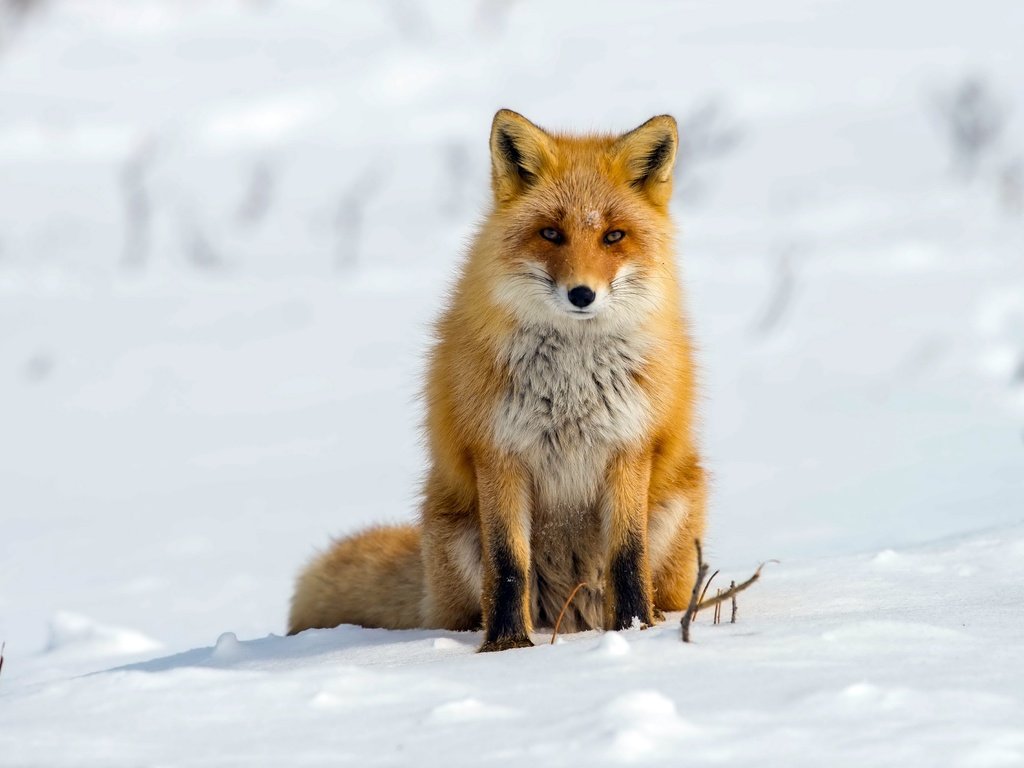 Обои снег, зима, лиса, лисица, snow, winter, fox разрешение 2560x1709 Загрузить