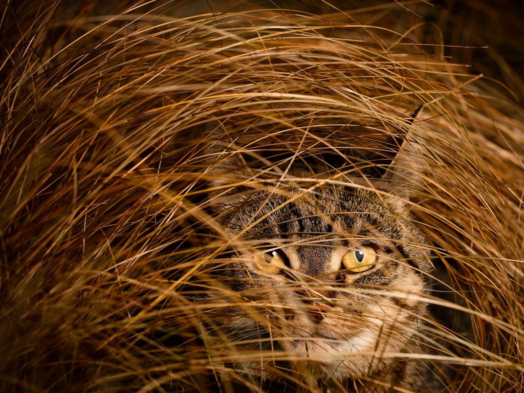 Обои глаза, трава, кот, мордочка, кошка, взгляд, eyes, grass, cat, muzzle, look разрешение 2048x1462 Загрузить