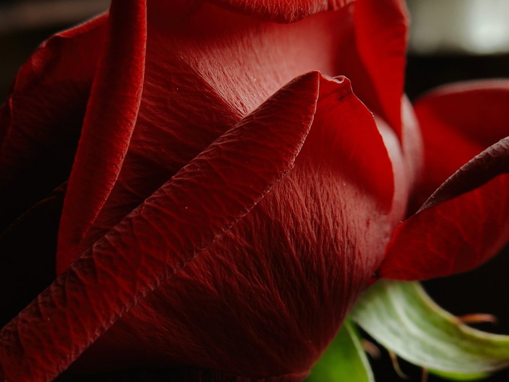 Обои макро, цветок, роза, лепестки, красная роза, цветком, macro, flower, rose, petals, red rose разрешение 3953x2365 Загрузить