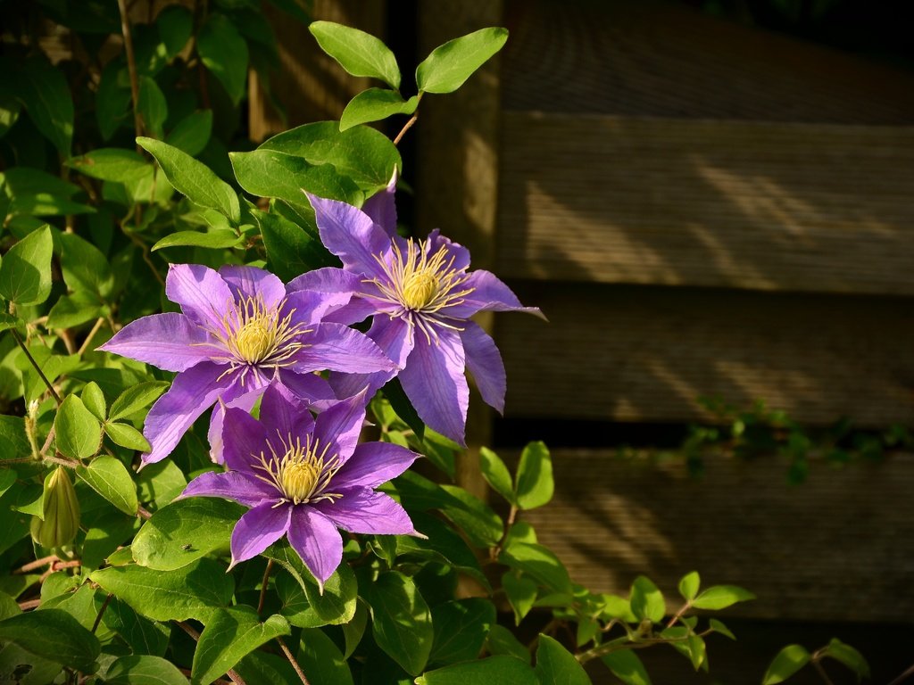 Обои цветы, листья, стена, доски, растение, клематис, ломонос, flowers, leaves, wall, board, plant, clematis разрешение 4928x3264 Загрузить