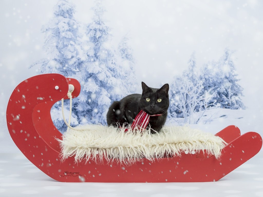 Обои зима, кот, кошка, взгляд, черный, сани, фотосессия, шарфик, winter, cat, look, black, sleigh, photoshoot, scarf разрешение 5106x3649 Загрузить