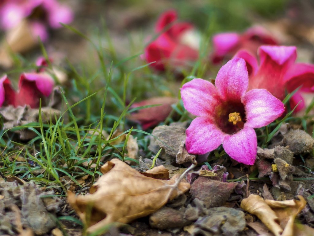 Обои цветы, трава, природа, листья, весна, flowers, grass, nature, leaves, spring разрешение 4928x3264 Загрузить