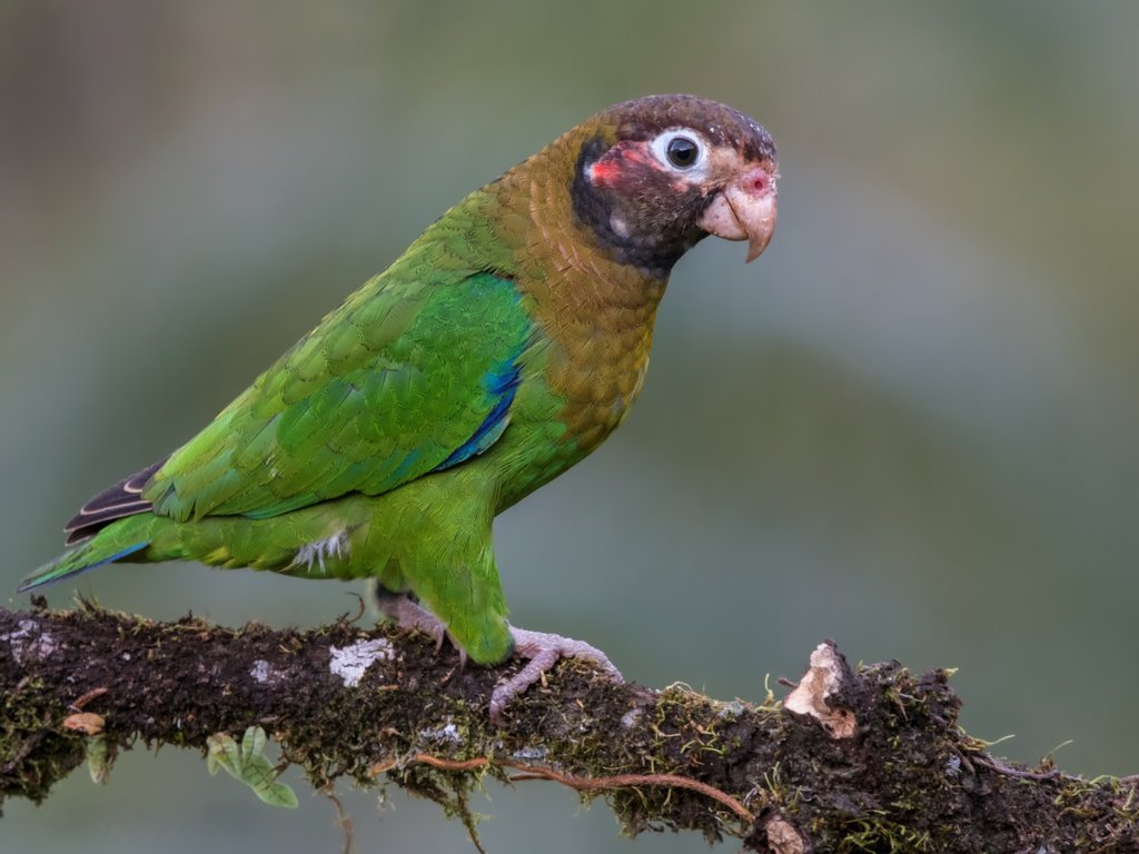 Обои птицы, попугай, коричнево-капюшонный попугай, birds, parrot, brown-kapushany parrot разрешение 4763x3340 Загрузить