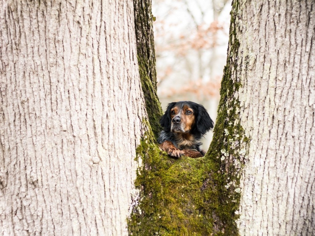 Обои дерево, взгляд, собака, juliette roux--merveille, tree, look, dog разрешение 2560x1707 Загрузить